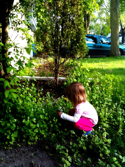 Margo picking flowers from the neighbors yard